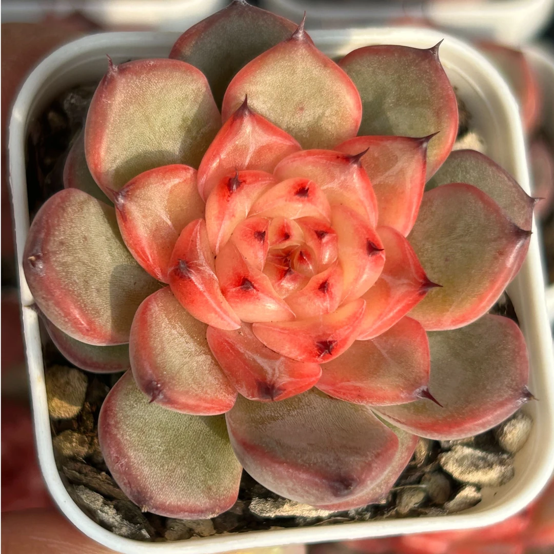 慢悠花房 星光珍妮 精品多肉园艺盆栽花卉庭院多肉植物