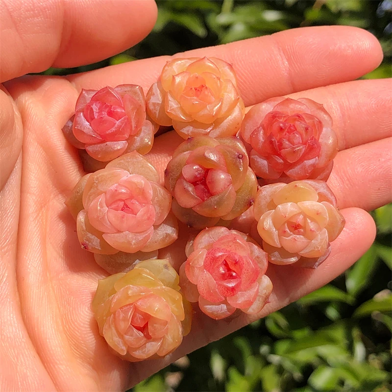 慢悠花房精品多肉一颗随单发出