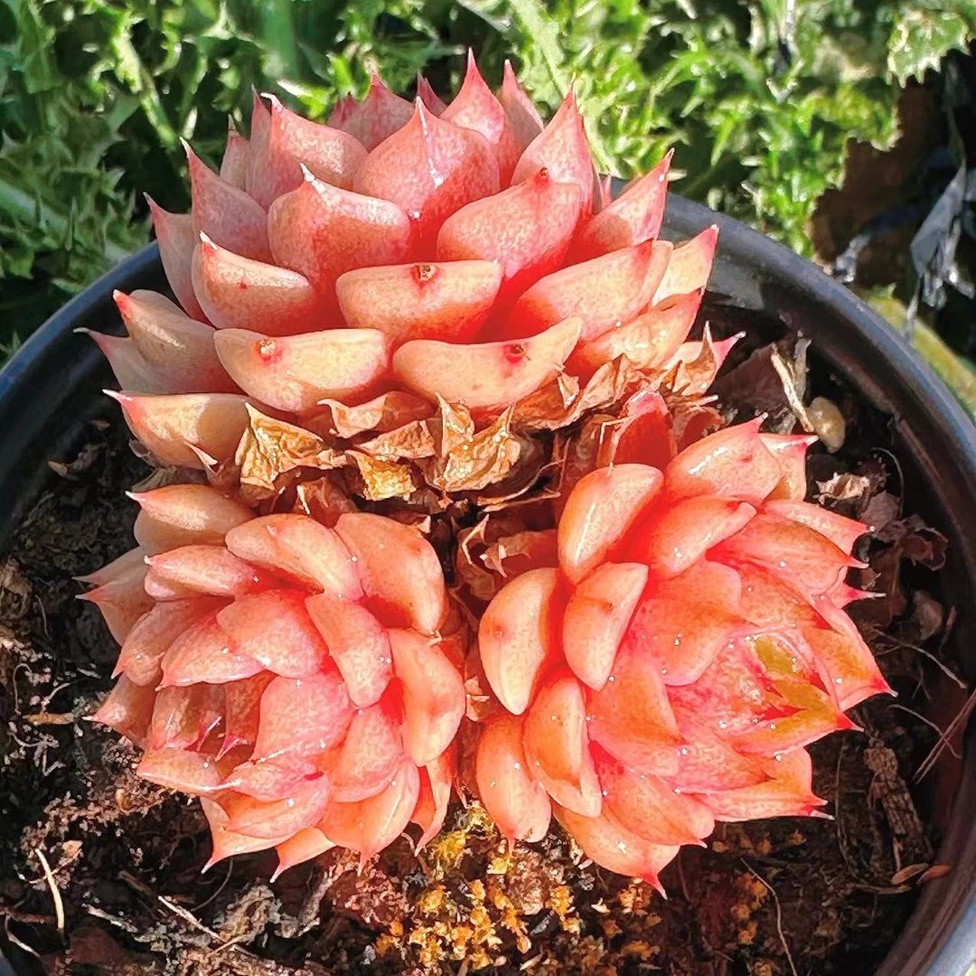 慢悠花房苯巴蒂斯三头精品多肉阳台绿植园艺盆栽花卉庭院多肉