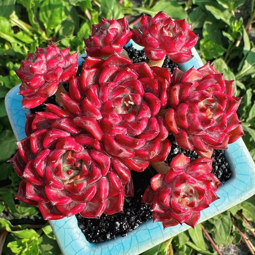 慢悠花房沙罗姬牡丹办公室阳台绿植园艺盆栽花卉庭院多肉植物