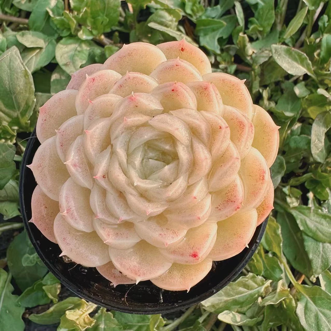 慢悠花房麦秆精品多肉办公室阳台绿植园艺盆栽花卉庭院多肉植物