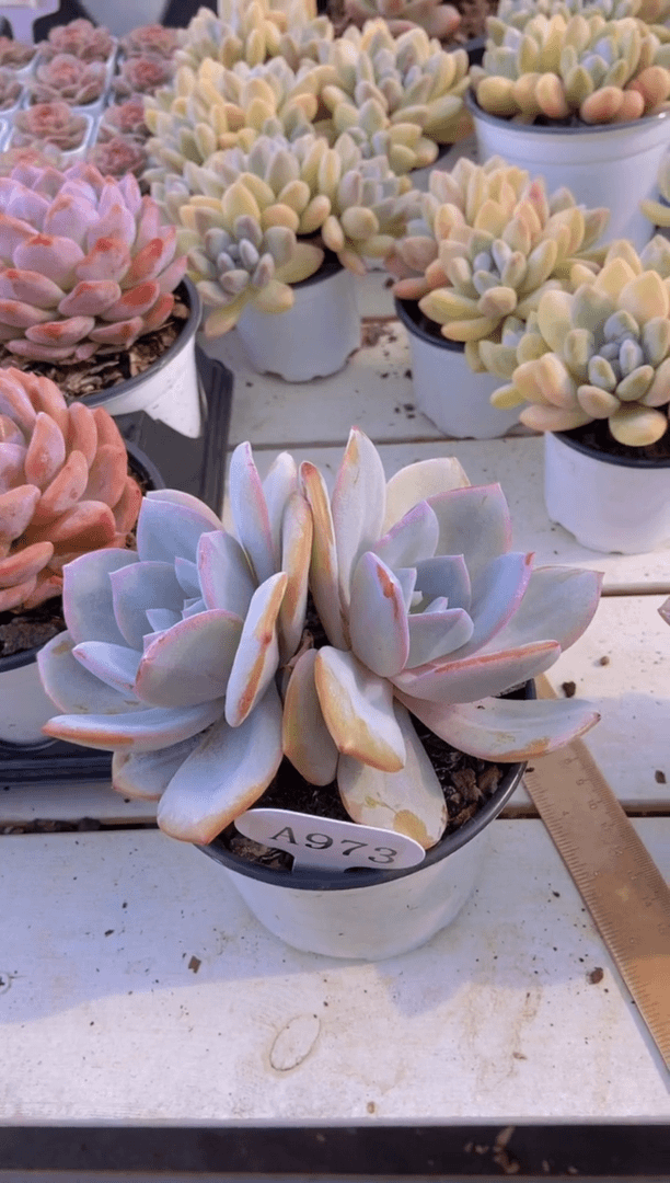 【闪购商品】A973-白茶母本双头脱土发
