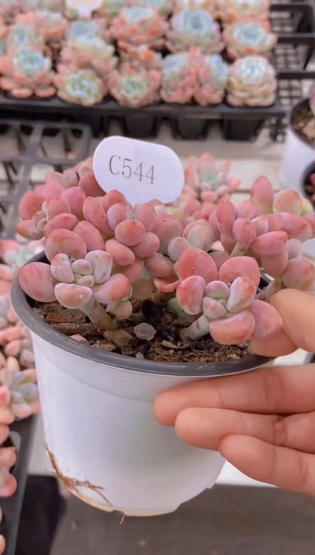 【闪购商品】C544-洛神大群脱土