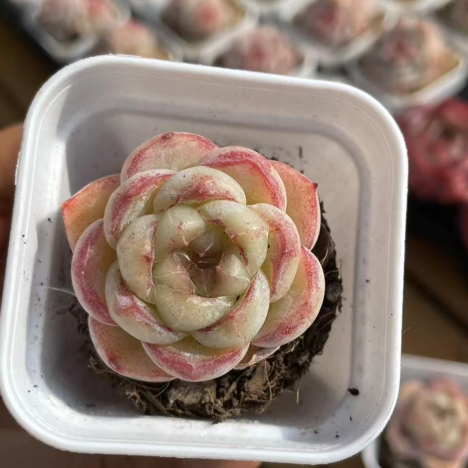 慢悠花房 胖虎（爱思贝瑞） 精品多肉办公室阳台绿植园艺盆栽