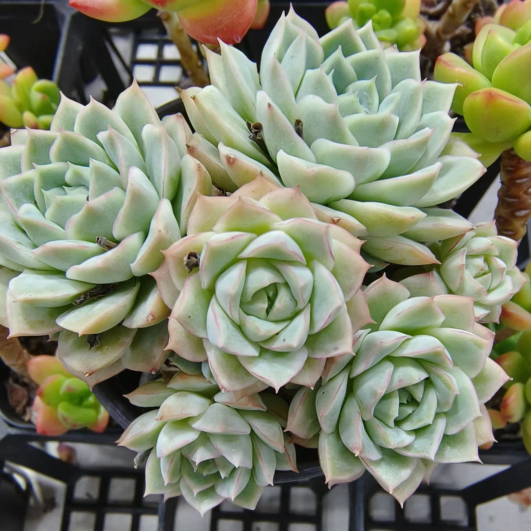 慢悠花房 大乔 办公室绿植园艺盆栽花卉庭院多肉植物