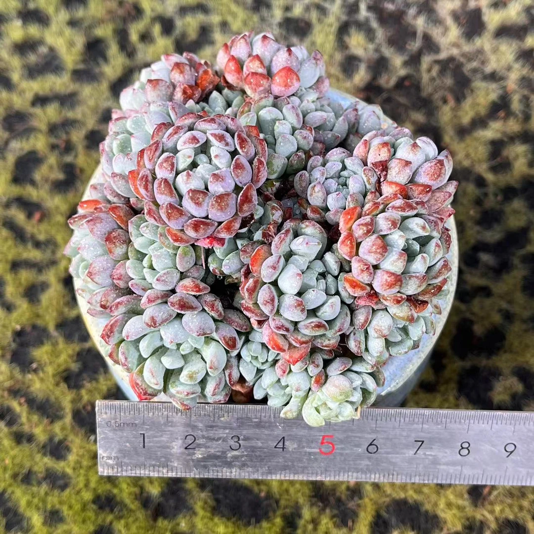 慢悠花房娜娅小精灵精品多肉办公室阳台绿植园艺盆栽花卉庭院多肉