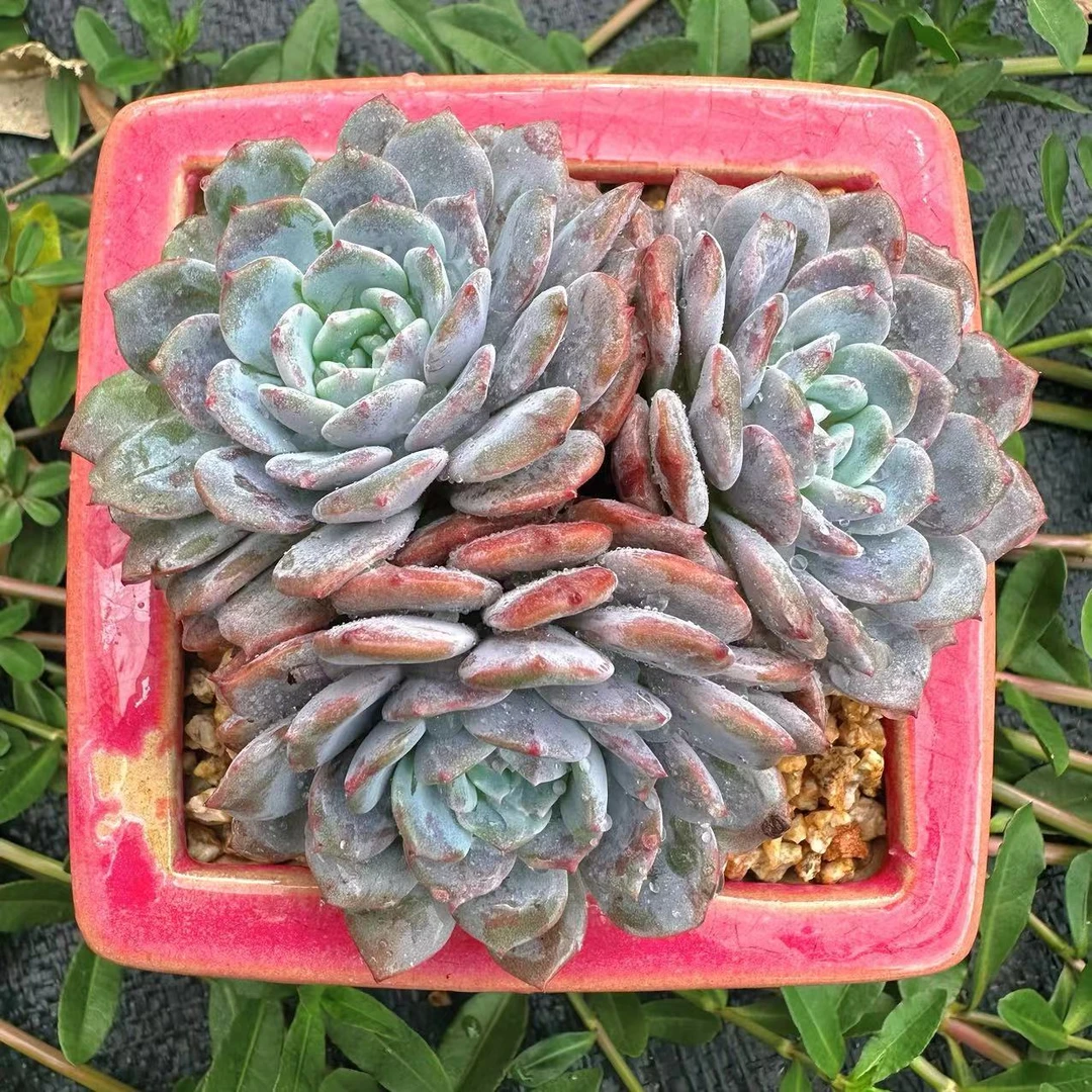 慢悠花房 拉皮 绿植园艺盆栽花卉庭院精品多肉植物