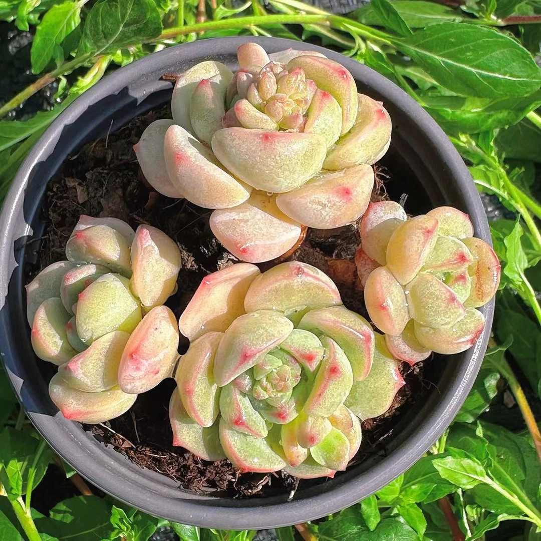 慢悠花房香草精品多肉办公室阳台绿植园艺盆栽花卉庭院多肉植物