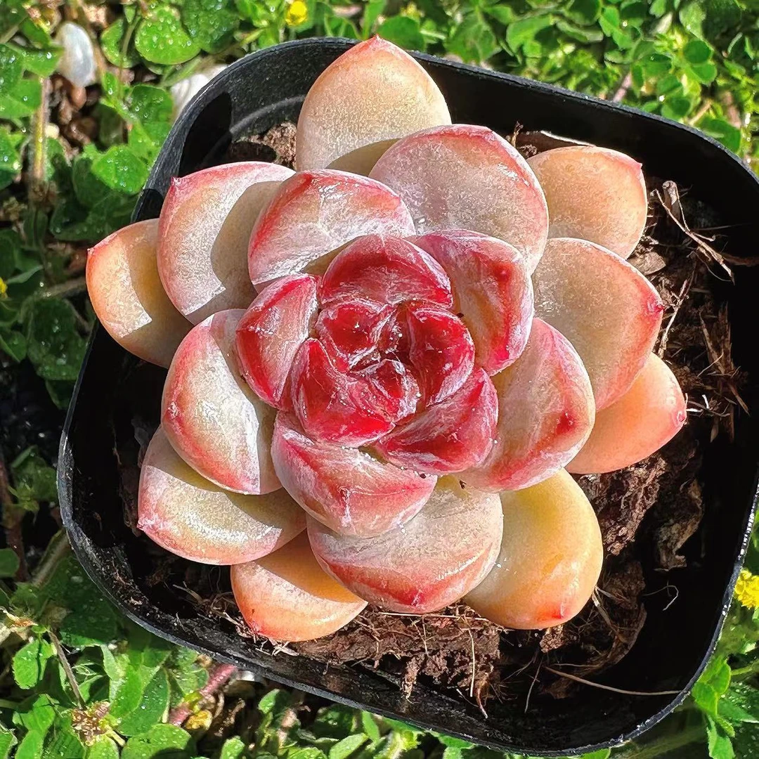 慢悠花房星星雪阳台绿植园艺盆栽花卉庭院多肉植物