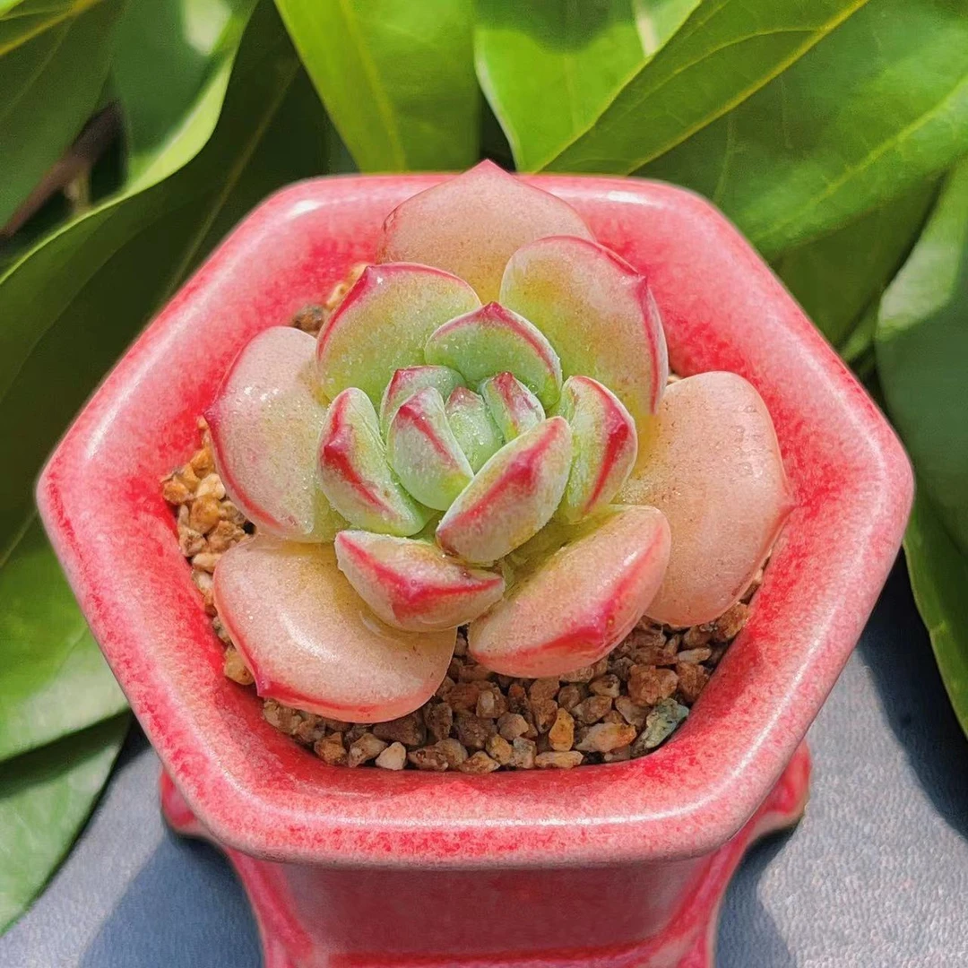 慢悠花房香草精品多肉办公室阳台绿植园艺盆栽花卉庭院多肉植物
