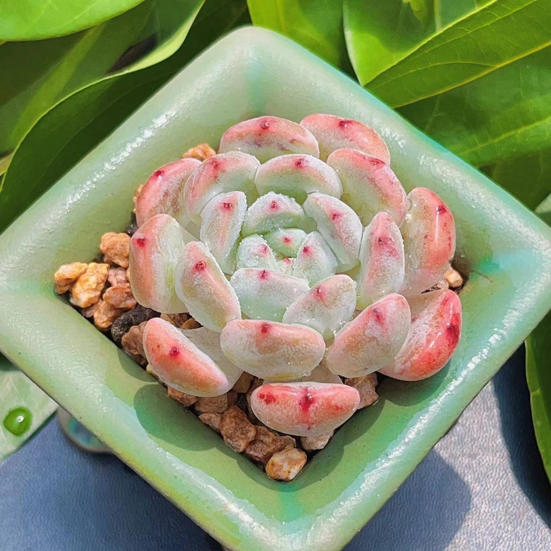 慢悠花房雪爪精品多肉办公室阳台绿植园艺盆栽花卉庭院多肉植物