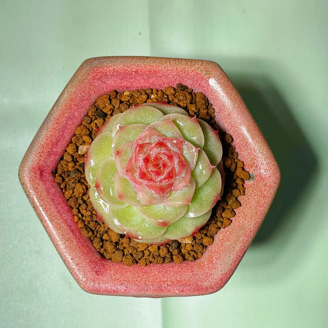 慢悠花房 荧石珍妮 办公室阳台绿植园艺盆栽花卉庭院多肉植物