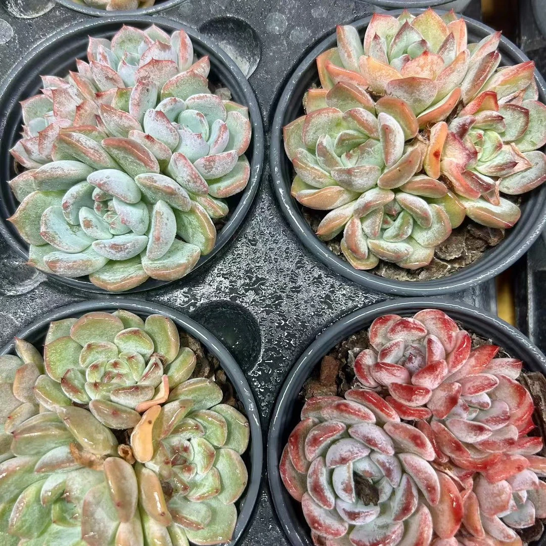 慢悠花房沙漠玫瑰多肉办公室阳台绿植园艺盆栽花卉庭院多肉植物