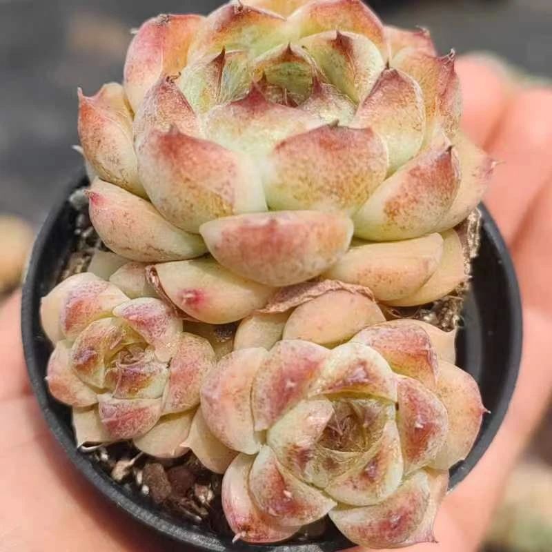 慢悠花房青魅群精品多肉办公室阳台绿植园艺盆栽花卉庭院多肉植物