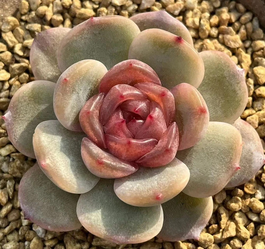 精品美肉20颗（随单发）