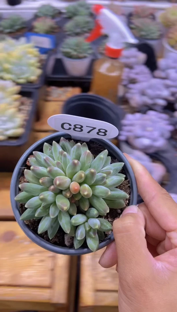 【闪购商品】C878-咖啡豆群生