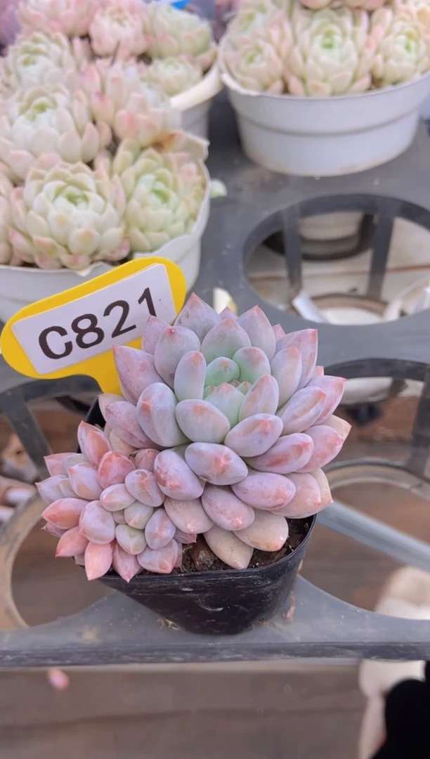 【闪购商品】半夏单头带两崽