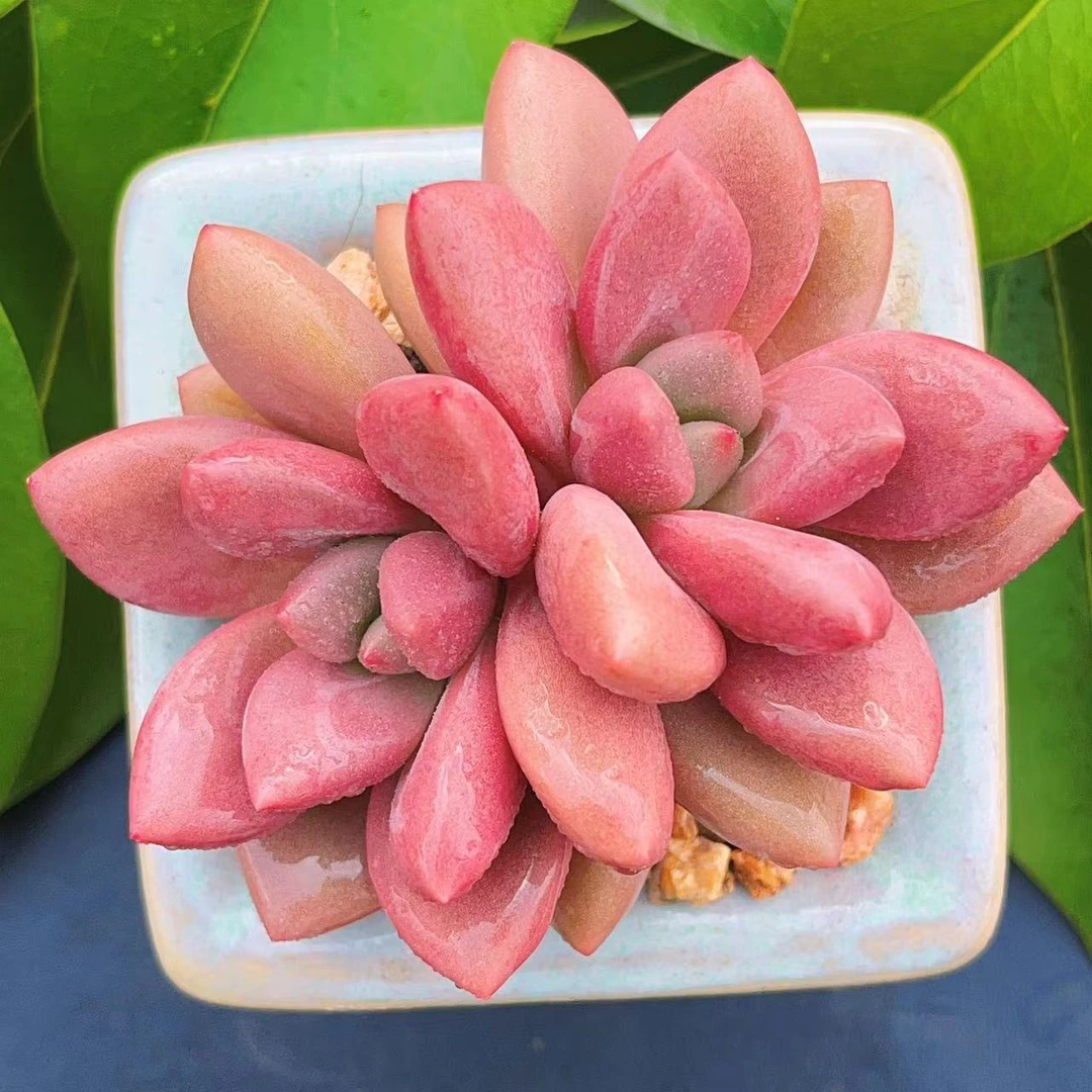 慢悠花房桃花源精品多肉办公室阳台绿植园艺盆栽花卉庭院多肉植物
