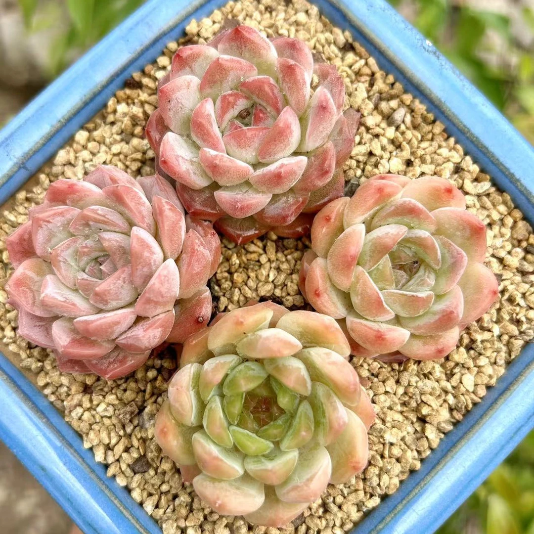 慢悠花房初颜组合多肉办公室阳台绿植园艺盆栽花卉庭院多肉植物