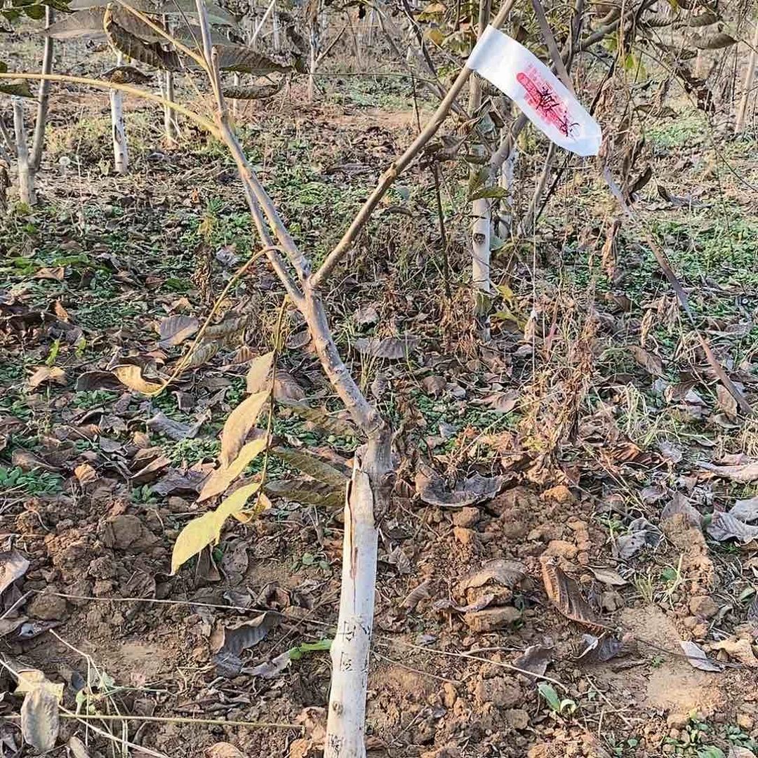 文玩核桃吊坠?***虹粗筋