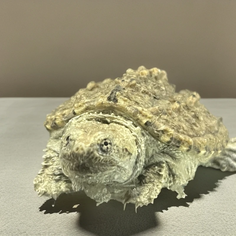 佛鳄龟 观赏龟 5cm+