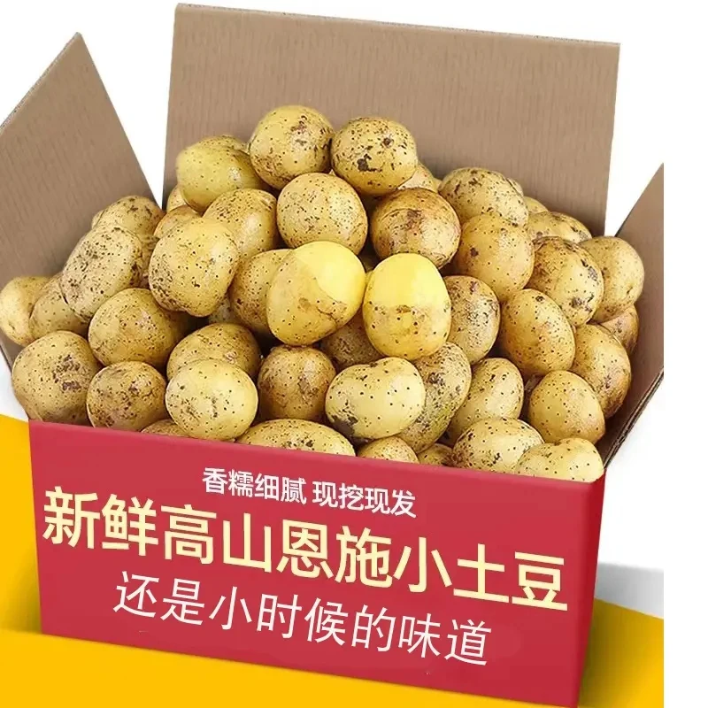 新鲜现挖恩施小土豆迷你黄心土豆洋芋农家自种蔬菜马铃薯3/5/9斤