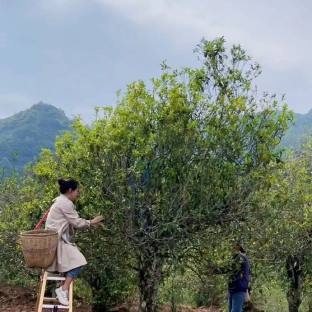 普洱生茶打笋山、挑采古树200克