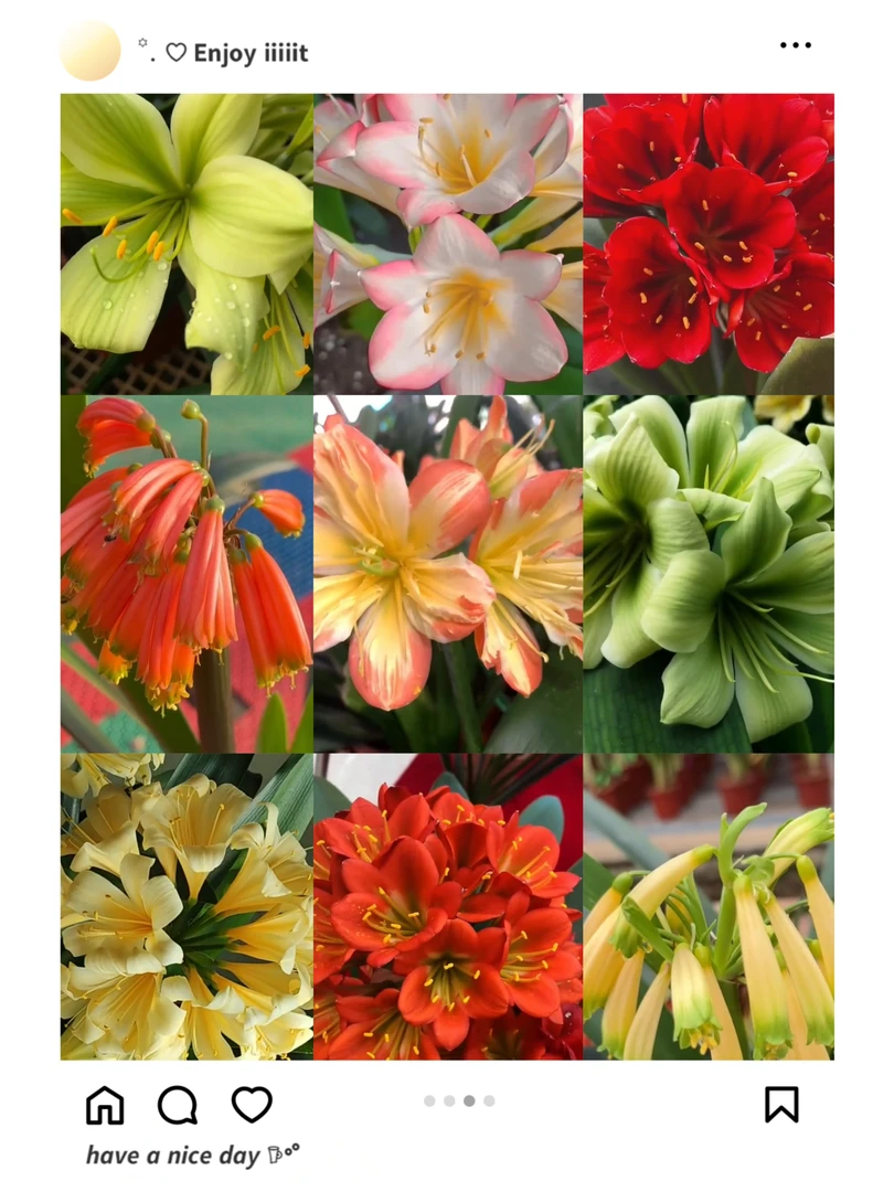精品君子兰名贵花卉绿植直播间一物一拍链接 养花培植种植发货
