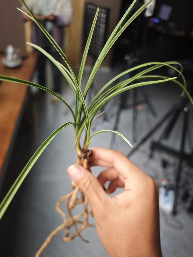 惠兰绿惠进化边艺