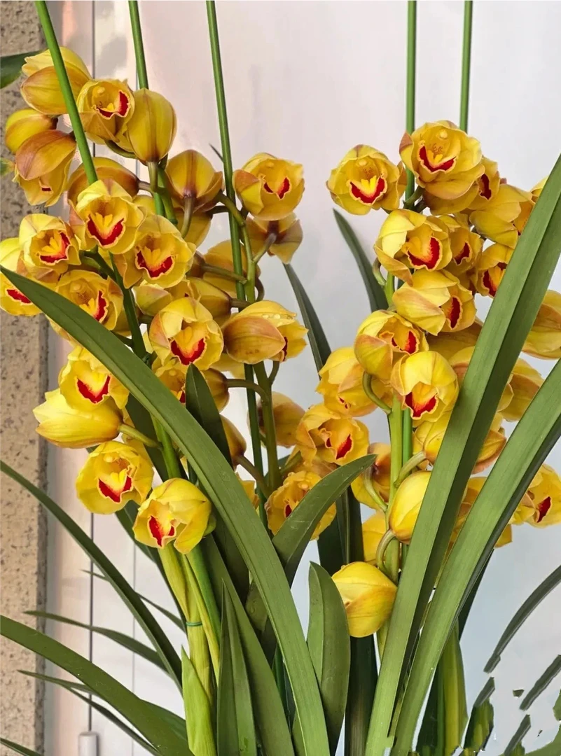 【黄金万两】大花惠兰年宵花带花剑 高品质花期时期长适合室内养殖