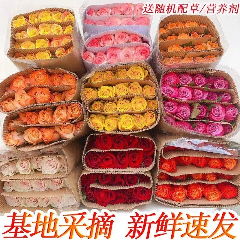 真花玫瑰花云南昆地鲜花直批发家用水养插花花束速递包邮