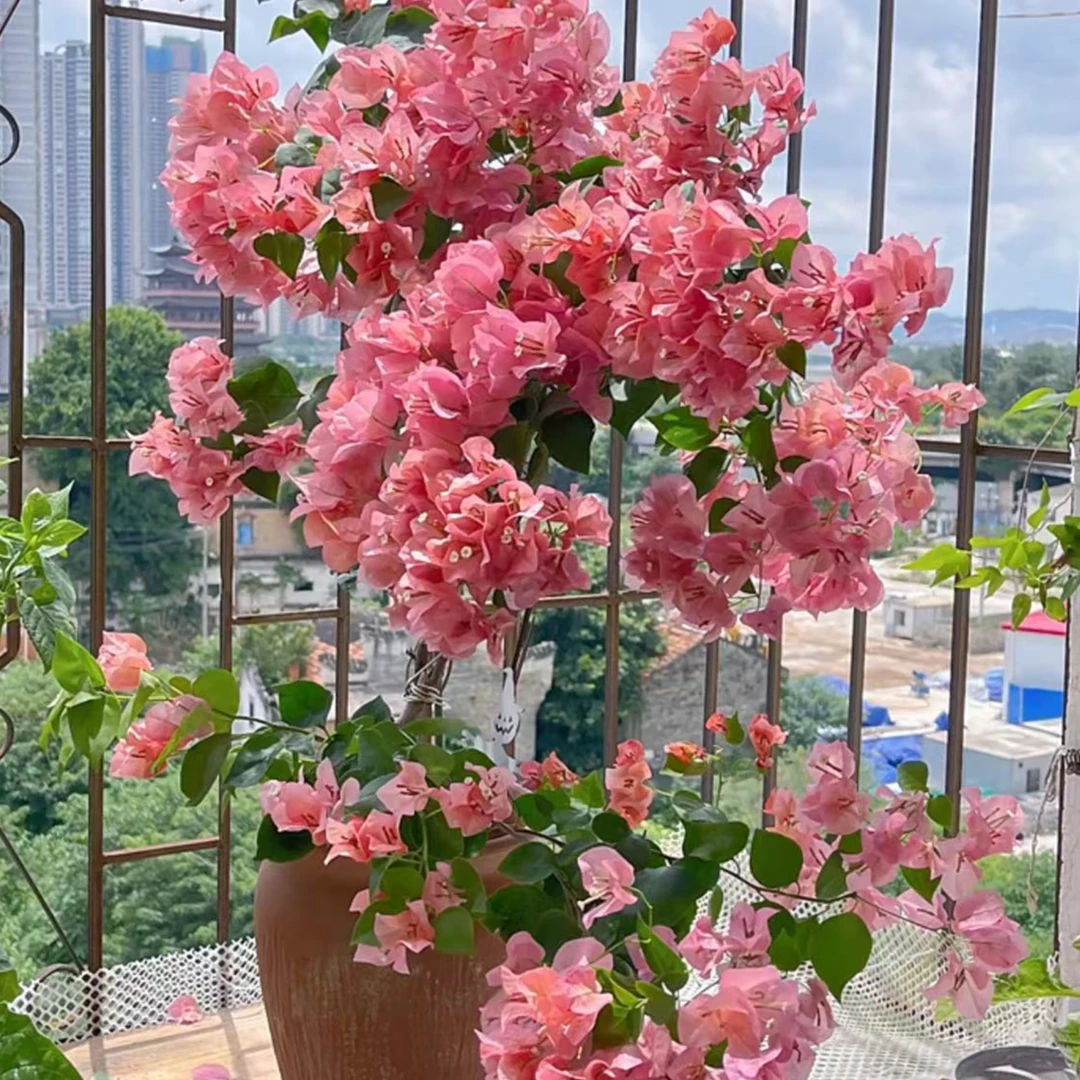 三角梅一物一拍四季开花原盆原土发货