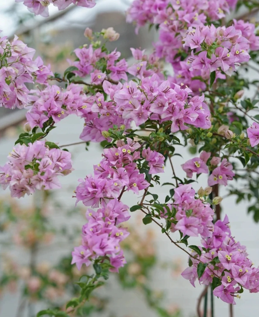 绿叶雪紫#四季勤花飘枝爬藤三角梅