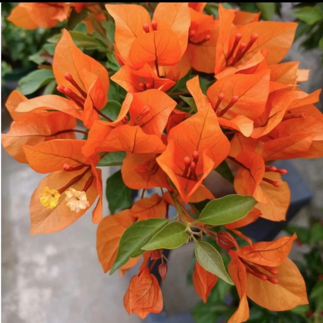 橙色桑巴#四季勤花三角梅