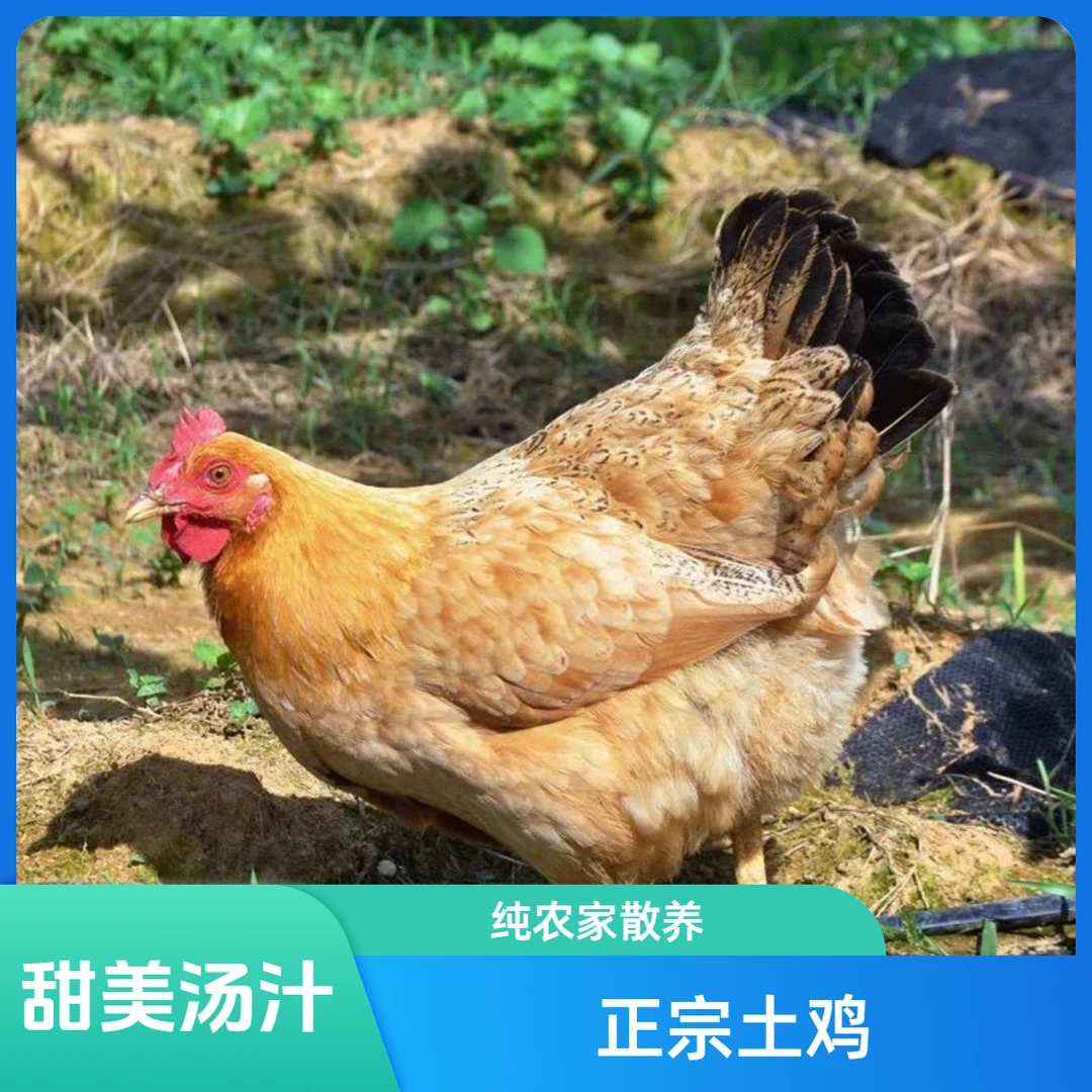 【小吴专享】农家土鸭鹅专用链接正宗农家鸡鸭鹅 包冰率不含冰