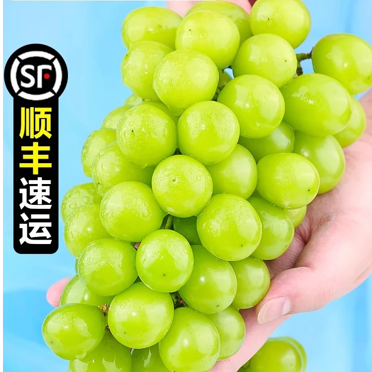【顺丰】阳光玫瑰葡萄当季水果新鲜果园种植汁水饱满爆汁颗粒甜蜜
