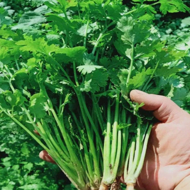 四季小香菜种子阳台室内花卉盆栽小香菜蔬菜种子四季可播种种籽