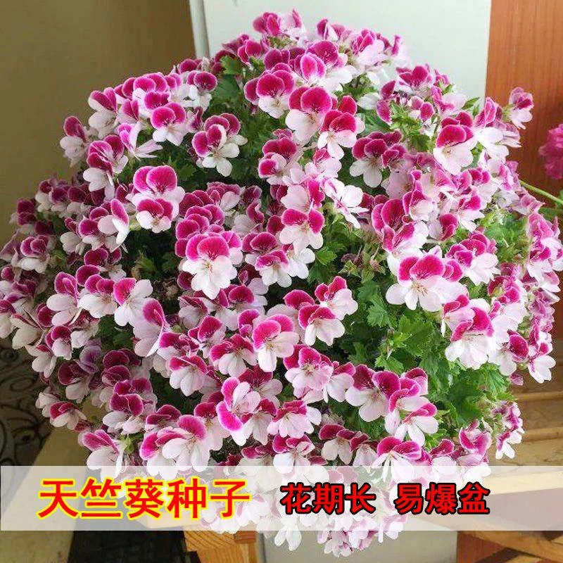 天竺葵花种子盆栽种植太阳花百日草花种子四季开花阳台庭院室内种