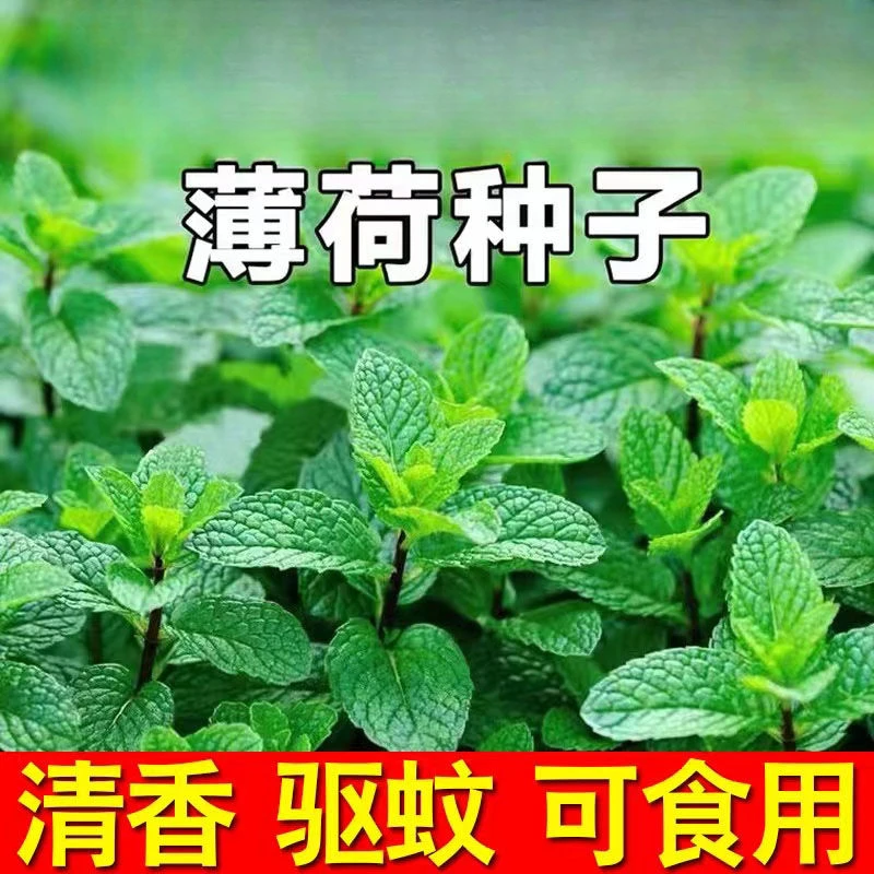 薄荷种子盆栽室内薄荷苗四季猫薄荷种孑柠檬留兰香食用薄荷籽阳台