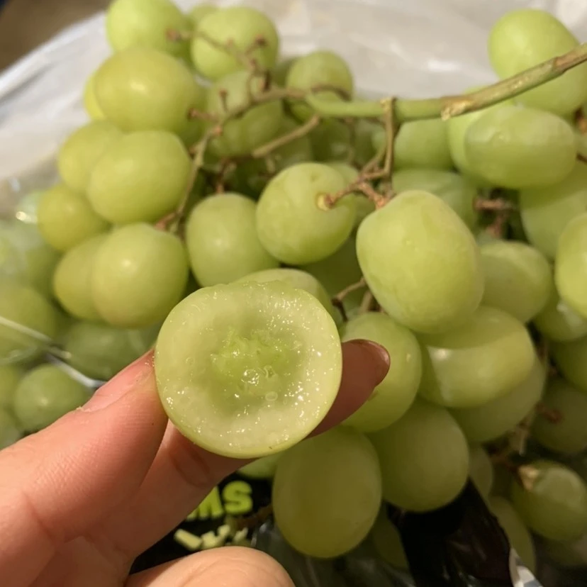 智利秋天脆葡萄