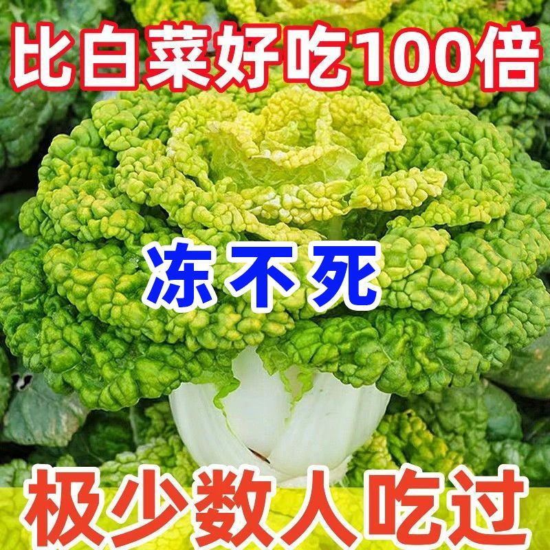 耐寒黄心乌塌菜黄心菜菊花心菜大白菜农家四季播蔬菜种子黄金乌