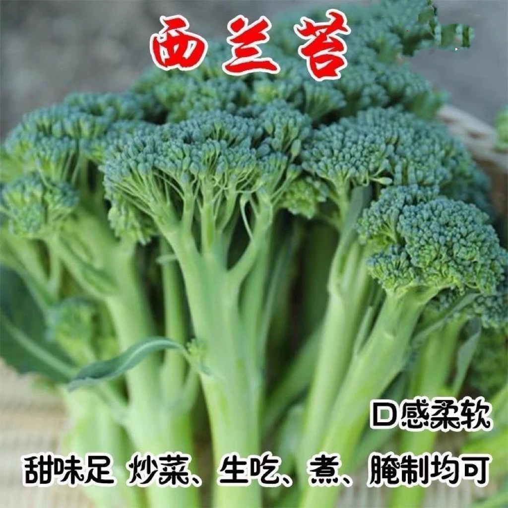【速发】绿西兰苔有机西洋芥兰长茎小西兰花蔬菜芦笋青花笋芥蓝