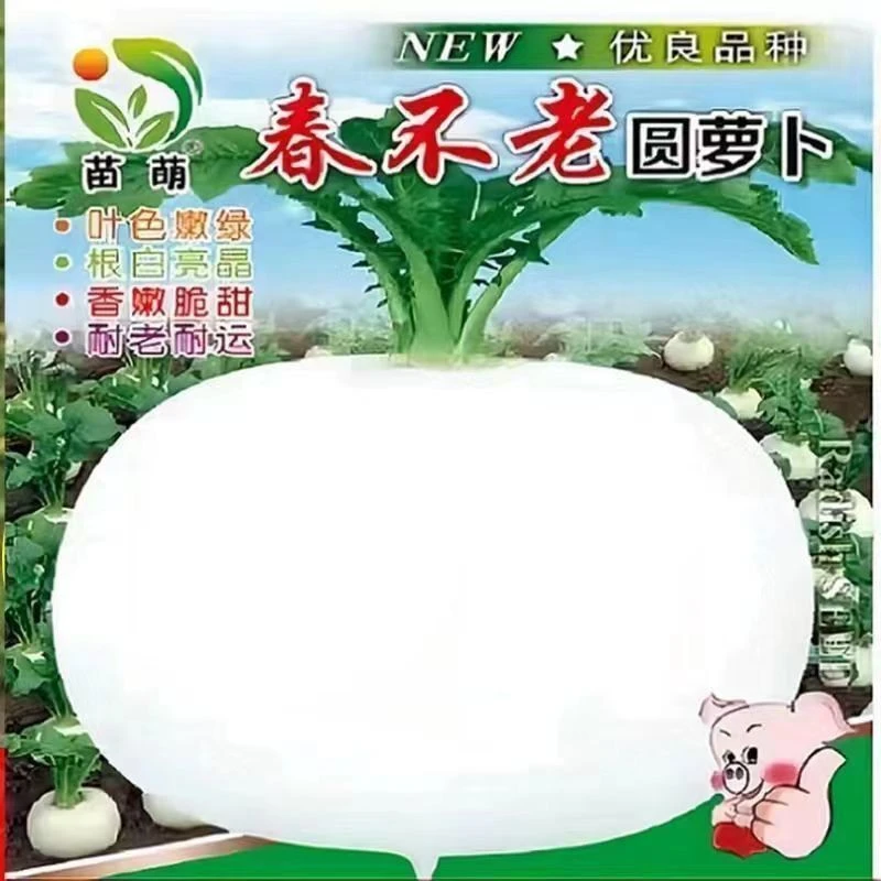 【良种到货】特大春不老萝卜种子大圆白萝卜秋季高产抗病水果萝卜