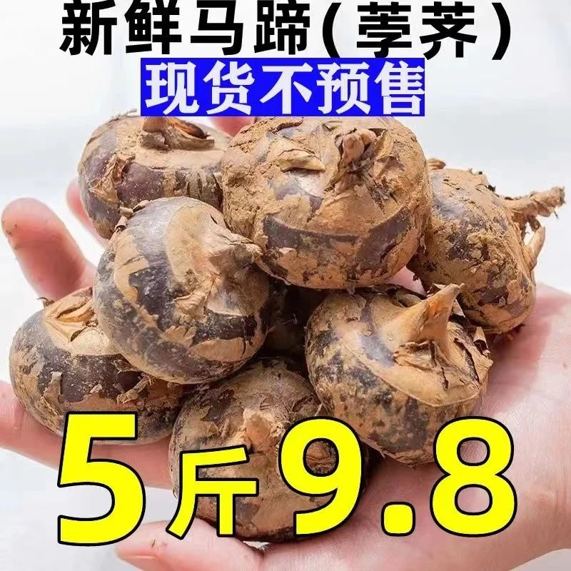 新鲜马蹄荸荠现挖特大甜马蹄地栗地梨脆甜多汁水果1斤9斤整箱包邮