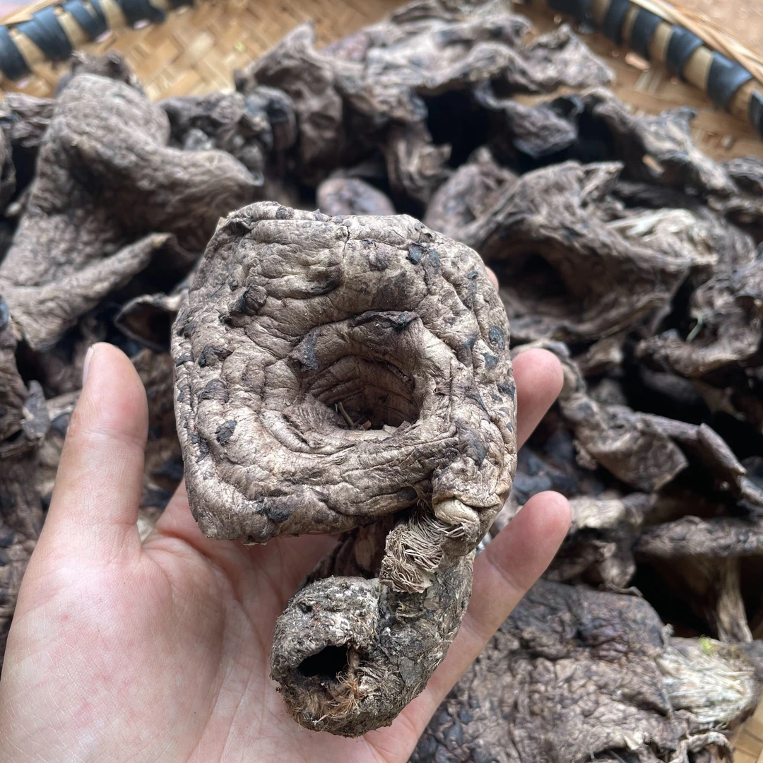 云南黑虎掌菌干菌精选货香气高翘鳞肉齿菌非獐子菌250g