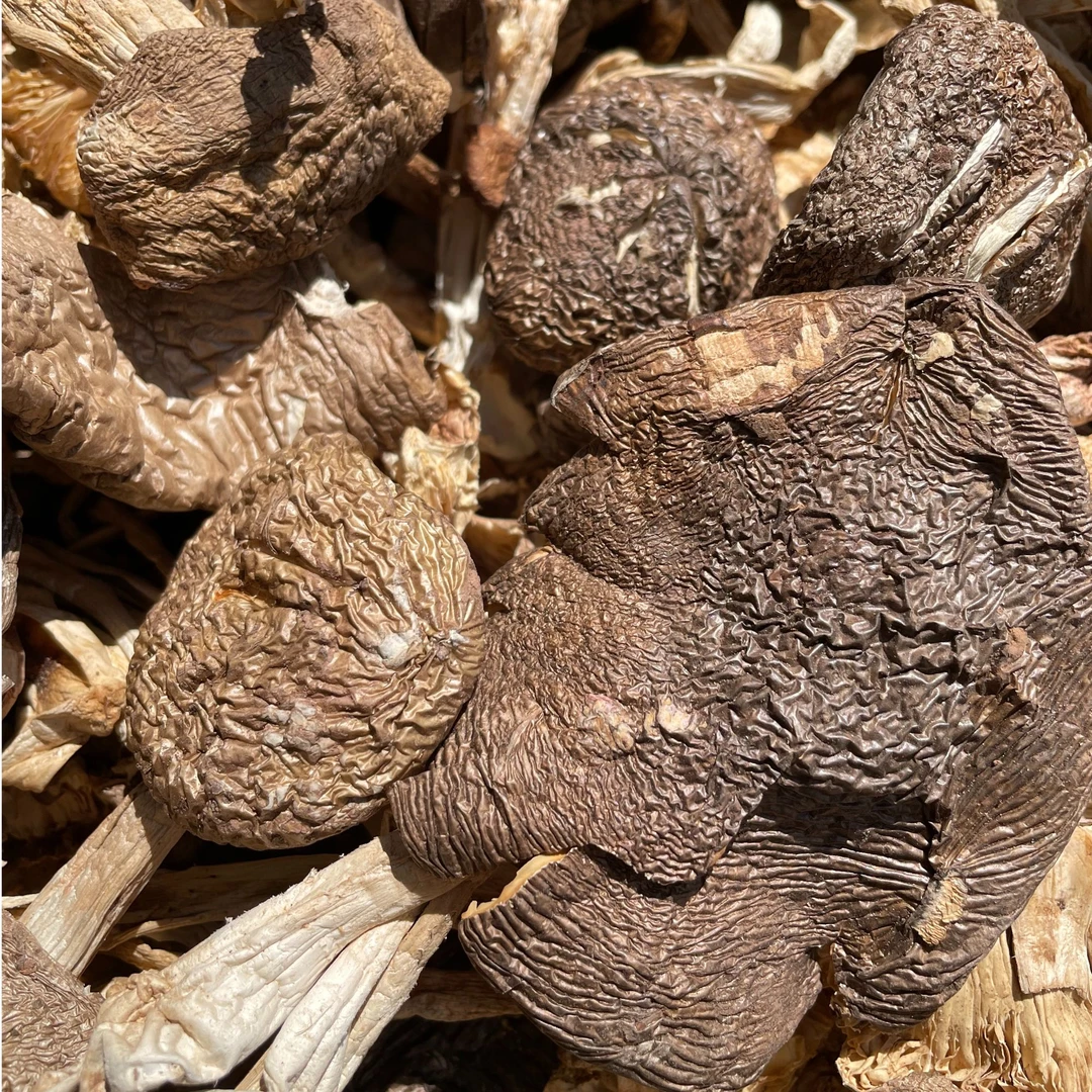 云南草鸡枞黑落伞菌麻母鸡菌干菌新货煲汤鲜美菌香四溢250g食用菌