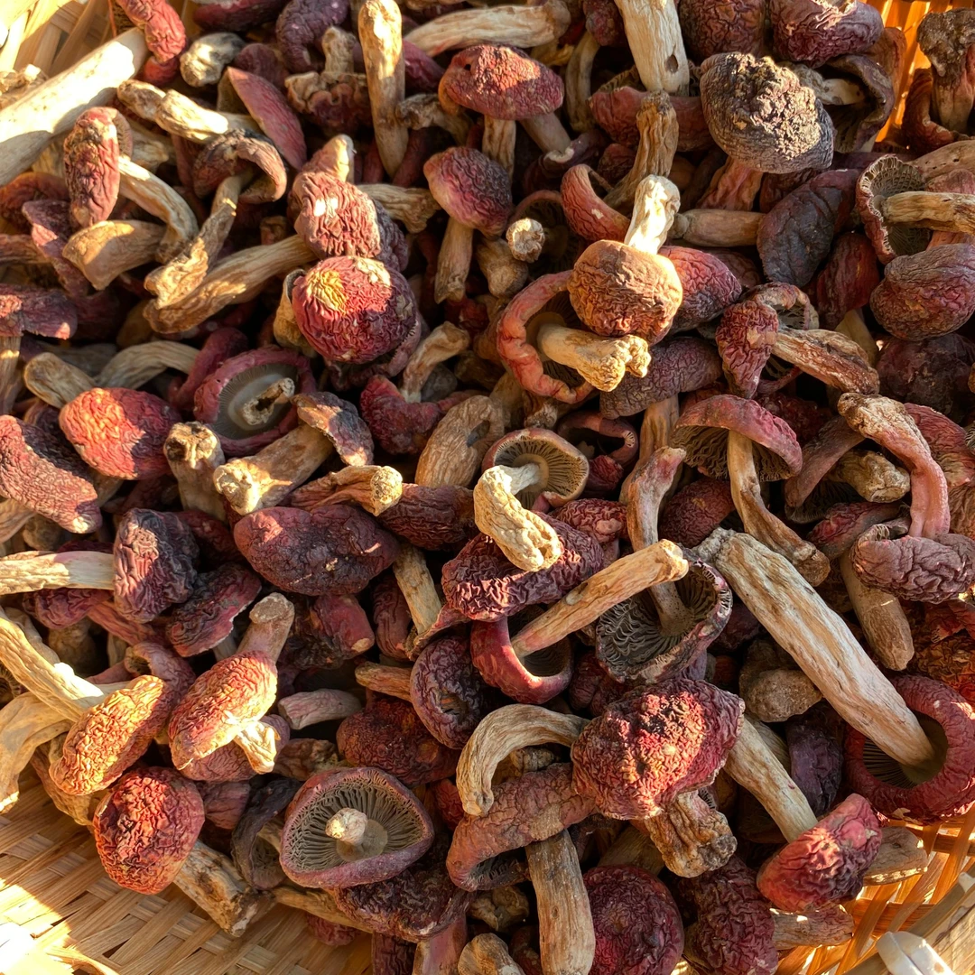 红菇丁干货红菇煲汤鲜甜鲜脆嫩菌香大红菌子云南菌子月子红80g