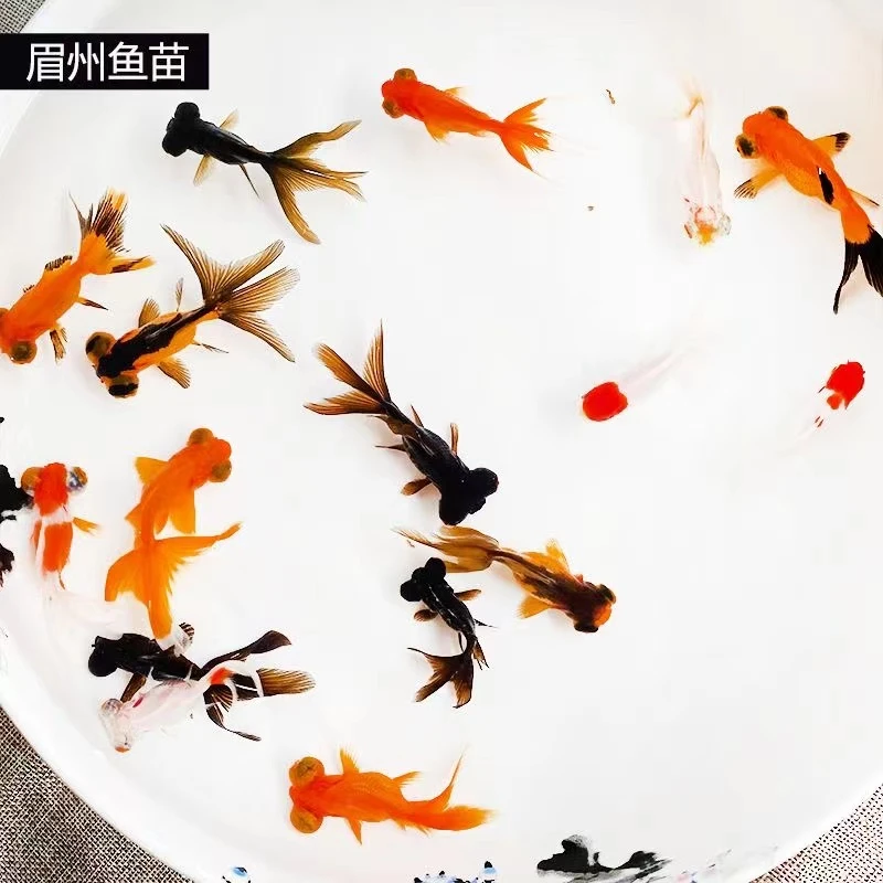 沐豪宠宠【朱朱推荐】小金鱼小红鱼兰花草金鱼观赏鱼淡水鱼好养活