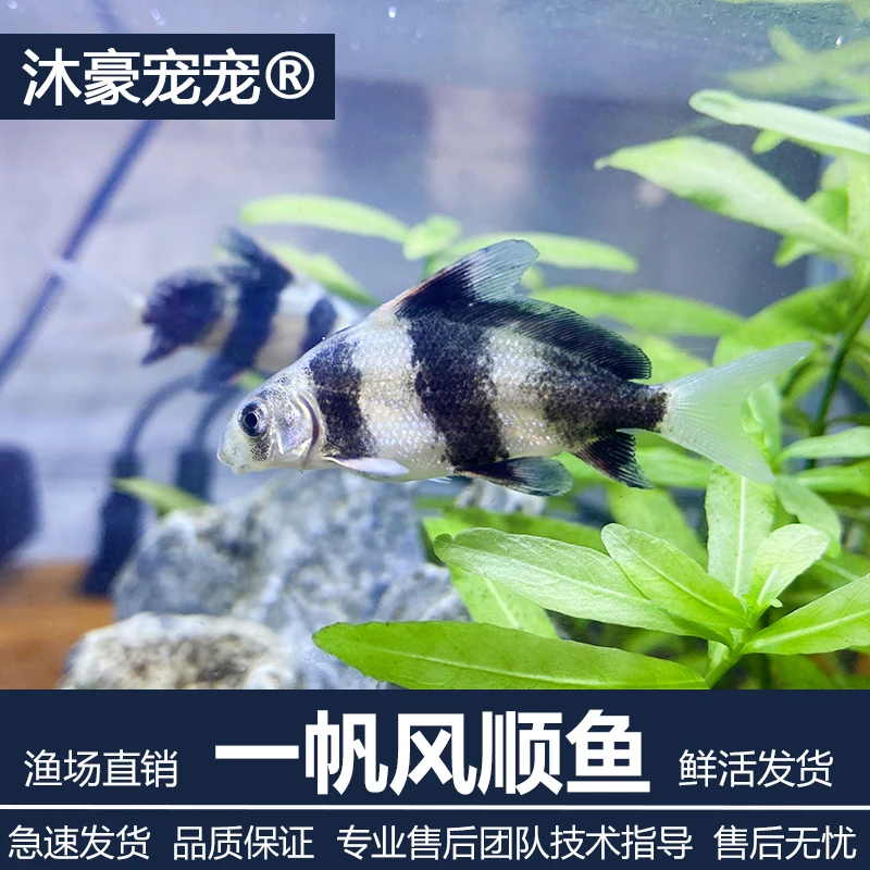 沐豪宠宠【掌柜推荐】一帆风顺鱼清洁工鱼观赏鱼美人鱼冷水淡水大型