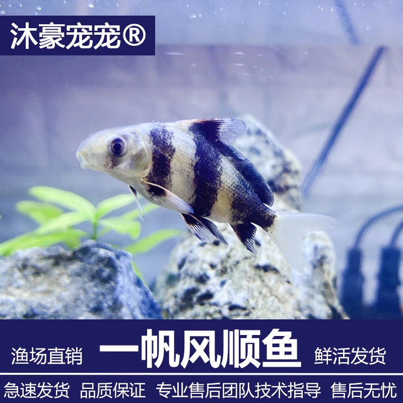 沐豪宠宠【运营推荐】一帆风顺鱼清洁鱼观赏鱼美人鱼冷水淡水胭脂鱼